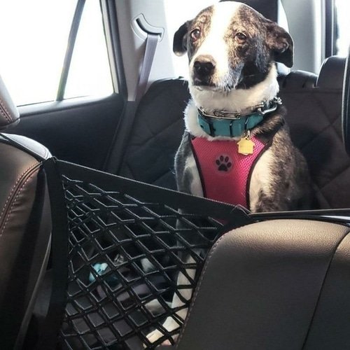 High Quality Premium Pet Car Net Petition - Imagen 5