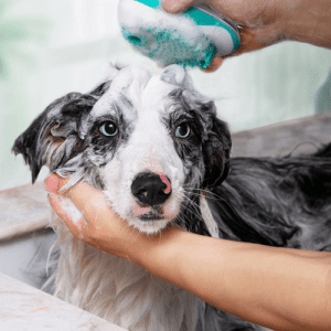 The Luxepaws Spagroom: 2-In-1 Pet Bath Massage Comb