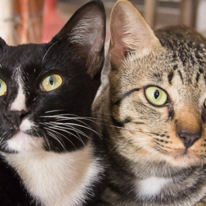 Gatos