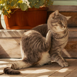 Productos antipulgas para gatos