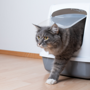 Areneros para gatos