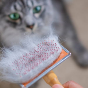 Cepillos para gatos