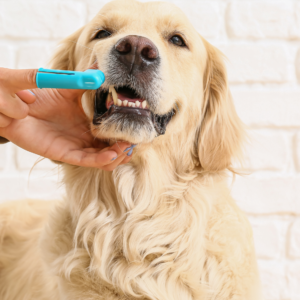 Higiene dental