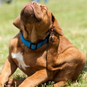 Productos antipulgas para perros