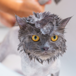 Baño e Higiene para gatos