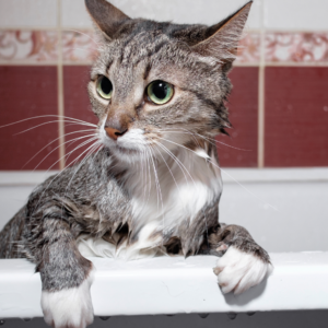 Shampoo para gatos